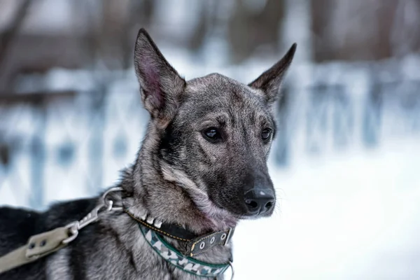 Grauer Hundehaufen Der Leine Winter — Stockfoto