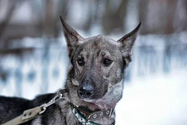 Gray Dog Pooch Leash Winter — Stock Photo, Image