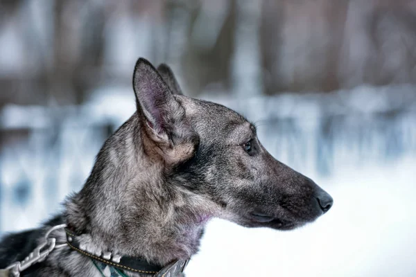 Gri Köpek Köpek Tasmalı Kışın — Stok fotoğraf