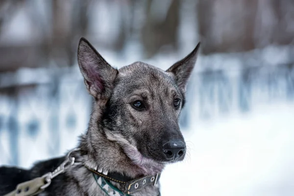 Grå Hund Pooch Koppel Vintern — Stockfoto