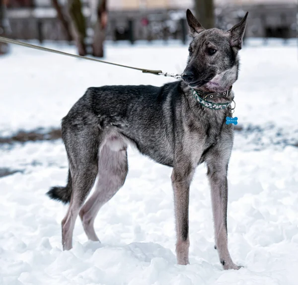 Grauer Hundehaufen Der Leine Winter — Stockfoto