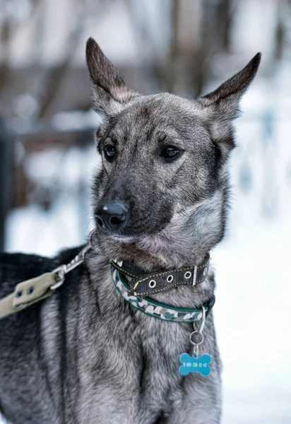 Gri Köpek Köpek Tasmalı Kışın — Stok fotoğraf