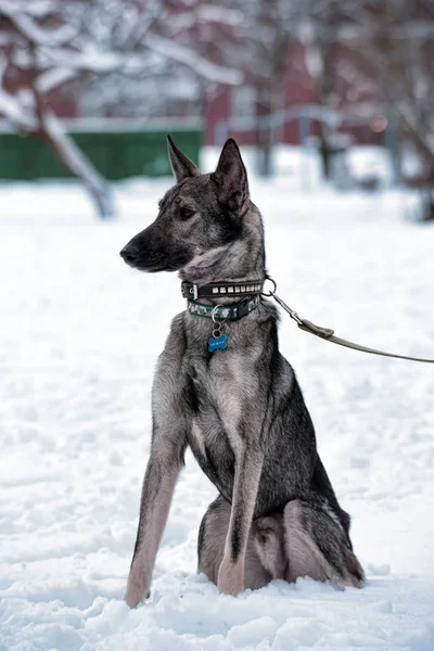 Pooch Γκρι Σκύλο Ένα Λουρί Στο Χειμώνα — Φωτογραφία Αρχείου