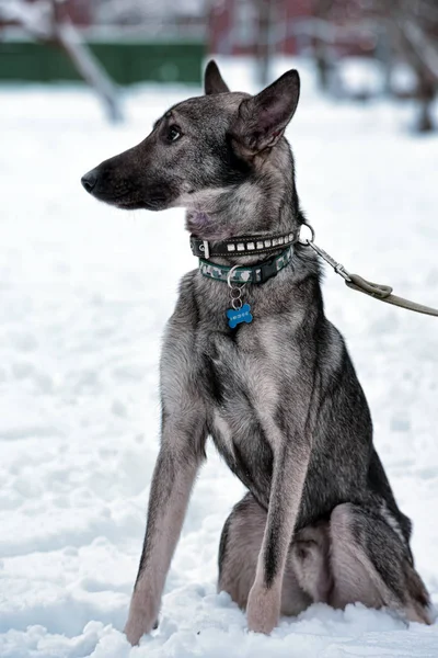 Cão Cinza Pooch Uma Trela Inverno — Fotografia de Stock