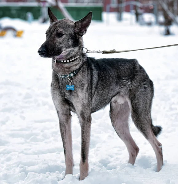 冬のリーシュの灰色犬犬 — ストック写真