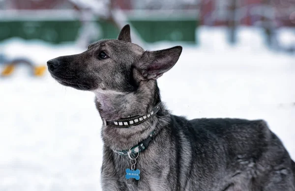 Grauer Hundehaufen Der Leine Winter — Stockfoto