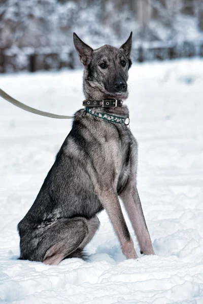 Pooch Γκρι Σκύλο Ένα Λουρί Στο Χειμώνα — Φωτογραφία Αρχείου