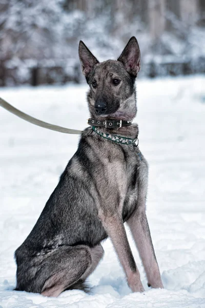Szary Pies Pies Smyczy Zimie — Zdjęcie stockowe