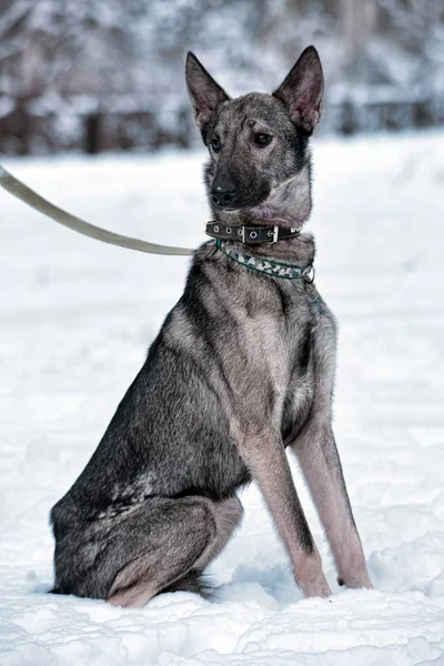 Grijze Hond Pooch Aangelijnd Winter — Stockfoto