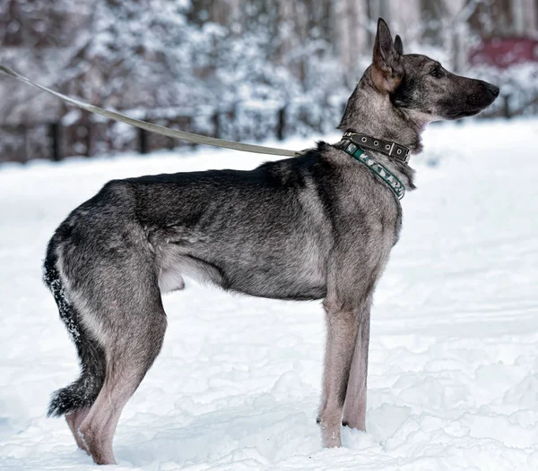 Grauer Hundehaufen Der Leine Winter — Stockfoto