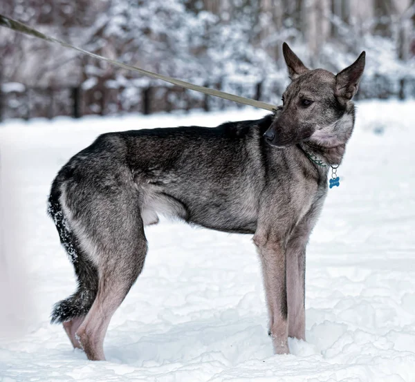 Grauer Hundehaufen Der Leine Winter — Stockfoto