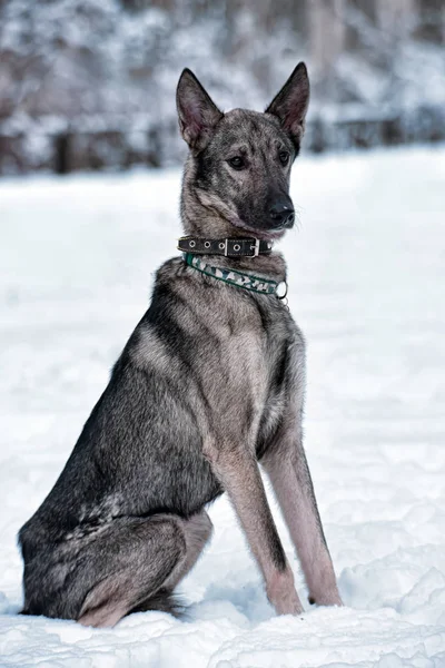 Cane Cagnolino Grigio Guinzaglio Inverno — Foto Stock