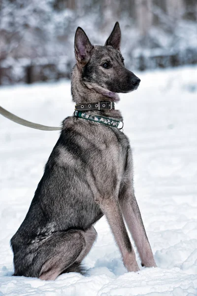 Perro Gris Perrito Con Correa Invierno — Foto de Stock