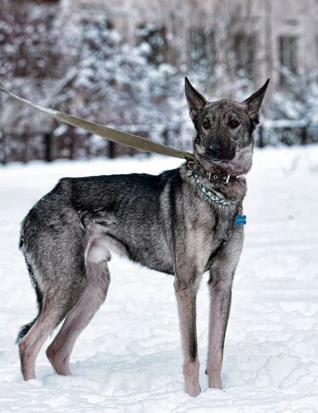 Cão Cinza Pooch Uma Trela Inverno — Fotografia de Stock