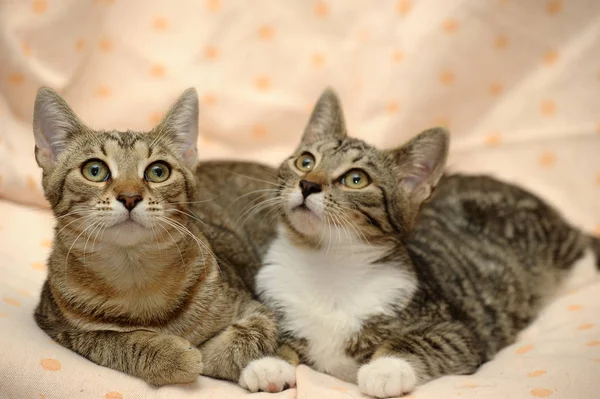 Двоє Котів Люблять Один Одного Лежать Разом — стокове фото