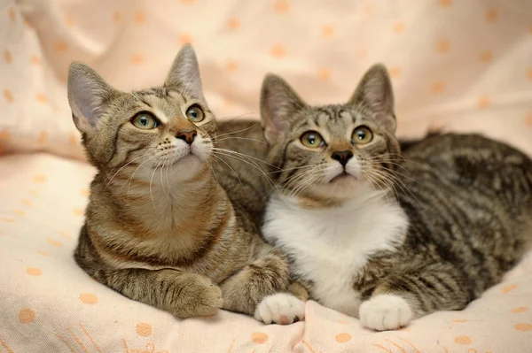 Twee Katten Elkaar Houden Elkaar Liggen — Stockfoto