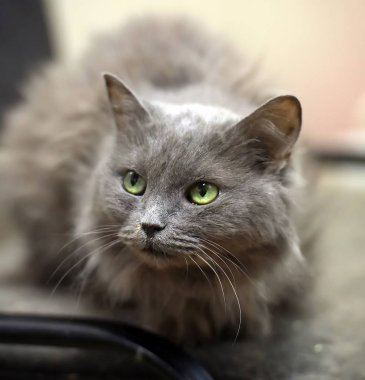 furry gray cat nibelung portrait clipart