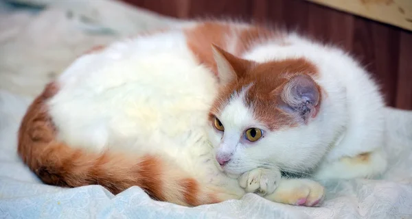 Vermelho Cabelos Brancos Gato Deitado Enrolado Uma Bola — Fotografia de Stock