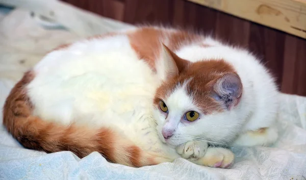 Rødhåret Hvit Katt Som Ligger Krøllet Sammen Ball – stockfoto