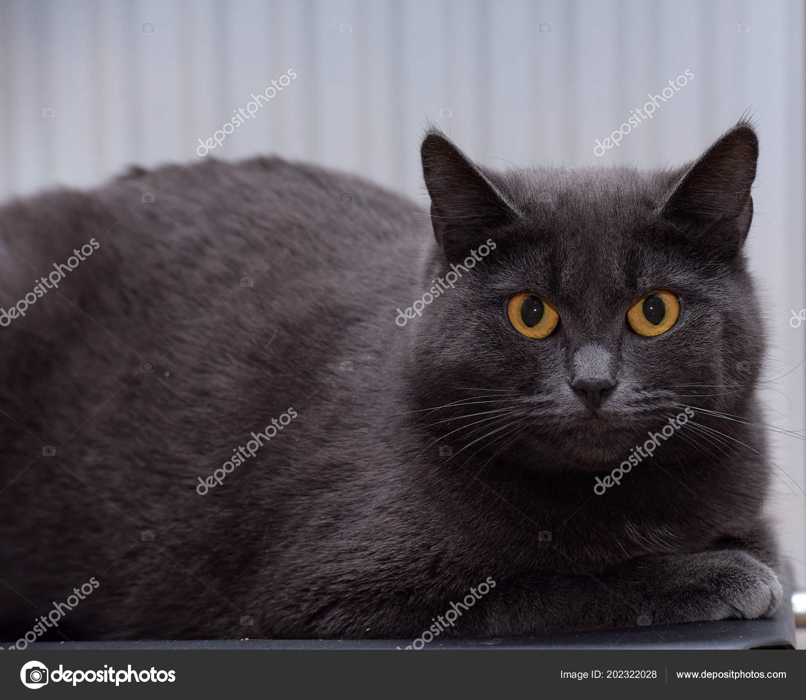 Grasso nero micio aperto