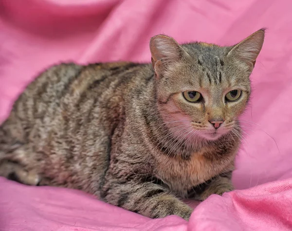 Striped Cat Clipped Ear Pink Background — Stock Photo, Image