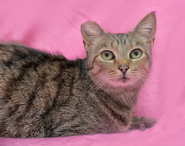 Gestreifte Katze Mit Abgeschnittenem Ohr Auf Rosa Hintergrund — Stockfoto