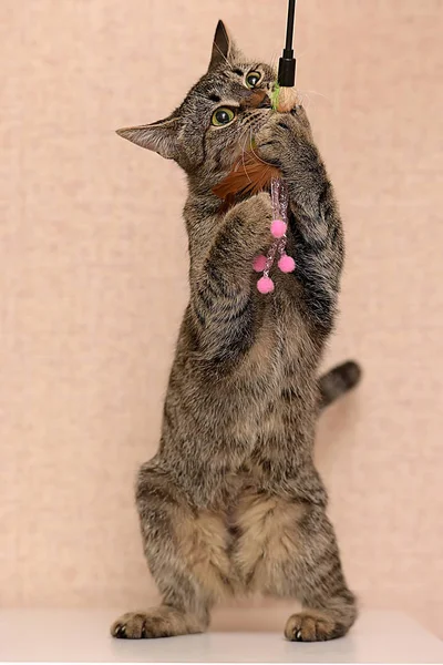 Listrado Gato Joga Capturas Patas Traseiras — Fotografia de Stock