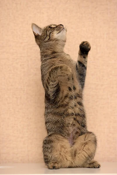 Cute Tabby Kitten Stoi Tylnych Nogach Skacząc — Zdjęcie stockowe