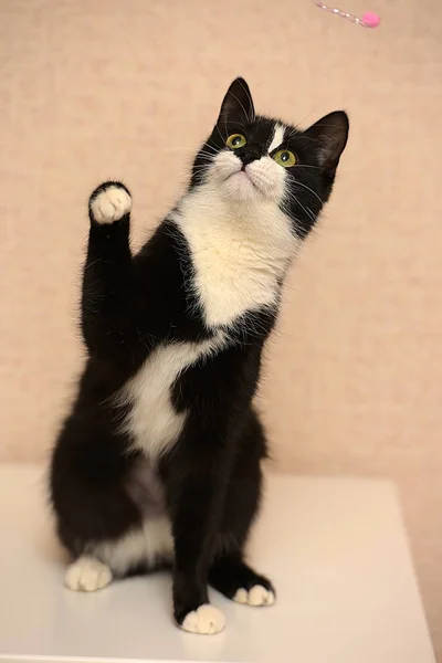 Black White Plays Catches Standing Hind Legs — Stock Photo, Image