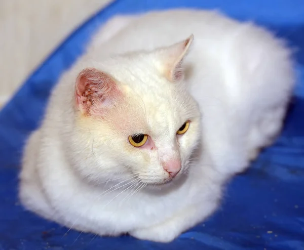 Белый Кот Желтыми Глазами Лежит — стоковое фото