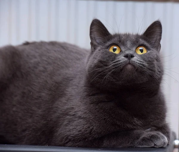 Gato Gris Gordo Con Ojos Anaranjados —  Fotos de Stock