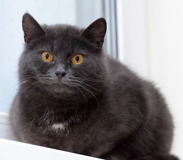 Chat Gris Avec Une Tache Blanche Sur Poitrine — Photo