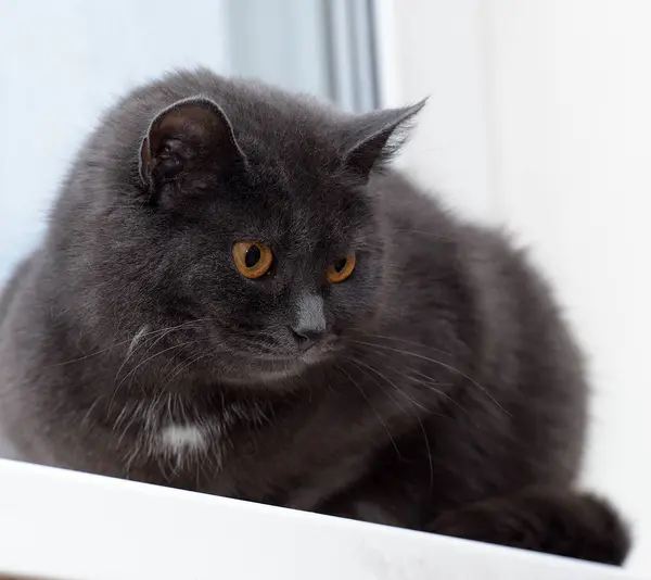 Gato Gris Con Una Mota Blanca Pecho —  Fotos de Stock