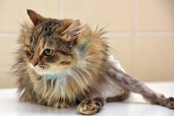 Sick cat who suffered an injury of the spine, causing his paralysis of one limb in diapers