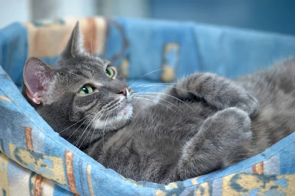 Gato Gris Feliz Acostado Una Tumbona — Foto de Stock