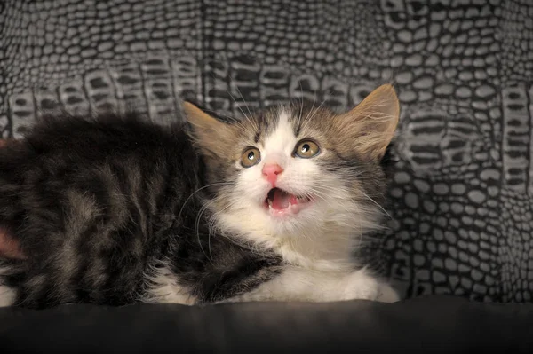 Assustado Siberiano Gatinho Sibilante — Fotografia de Stock