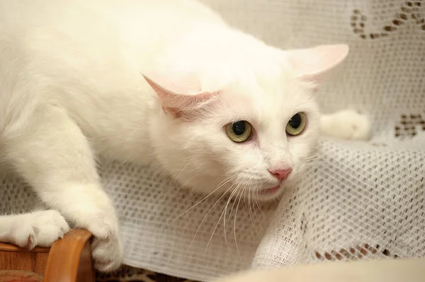 Переляканий Портрет Білої Кішки — стокове фото