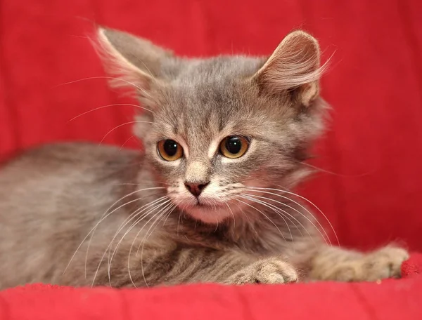 红色背景可爱的灰色毛茸茸的小猫 — 图库照片