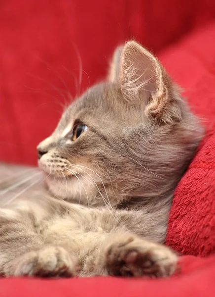 Lindo Gris Esponjoso Gatito Sobre Rojo Fondo —  Fotos de Stock