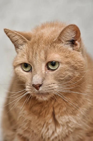 Hüzünlü Gözleri Ile Üzgün Kırmızı Kedi — Stok fotoğraf