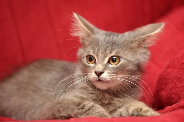 Söt Grå Fluffig Kattunge Röd Bakgrund — Stockfoto