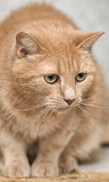 Sorgliga Röd Katt Med Sorgsna Ögon — Stockfoto