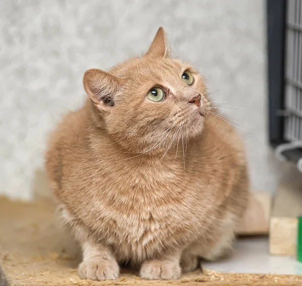 悲しい目の悲しい赤猫 — ストック写真