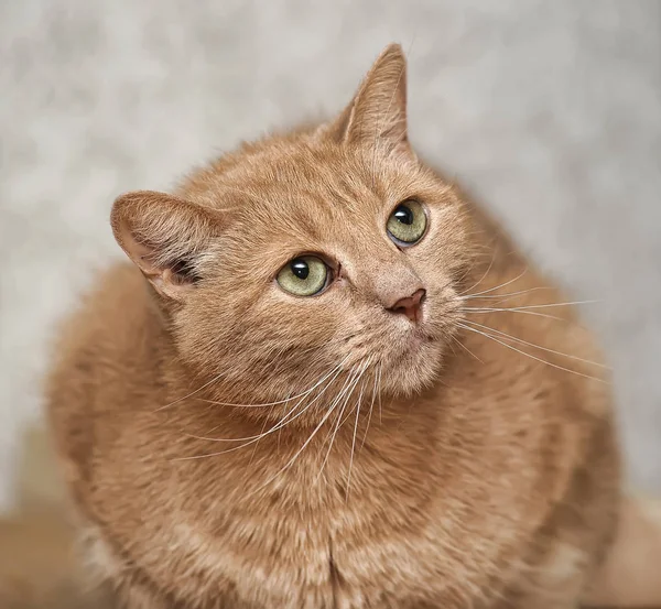 Грустный Красный Кот Грустными Глазами — стоковое фото
