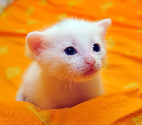 Gatito Blanco Sobre Fondo Naranja —  Fotos de Stock