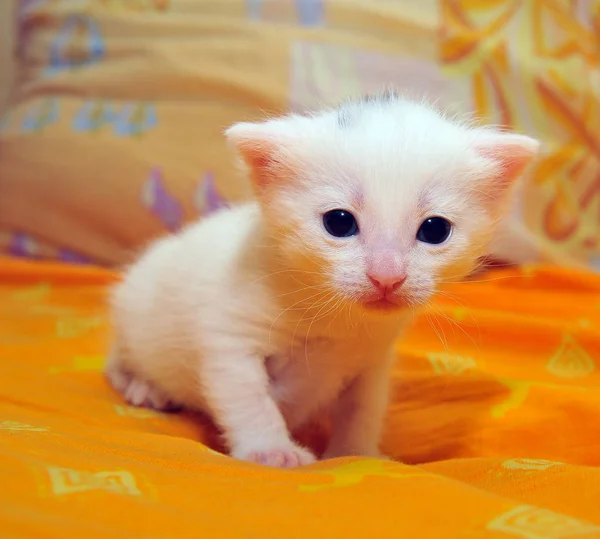 Turuncu Bir Arka Plan Üzerinde Beyaz Kedicik — Stok fotoğraf