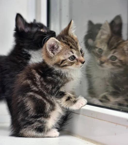 Dwa Małe Kociaki Parapecie Wyglądać Przez Okno — Zdjęcie stockowe