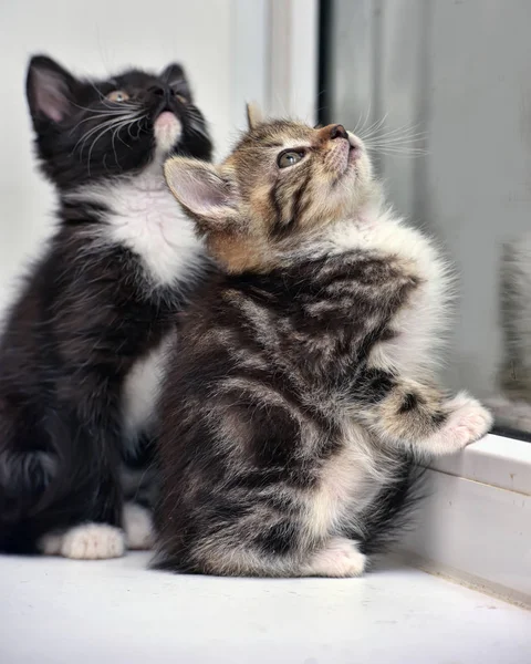 Twee Kleine Kittens Vensterbank Kijken Uit Het Raam — Stockfoto