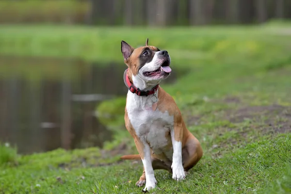 American Staffordshire Terrier Utomhus Porträtt — Stockfoto