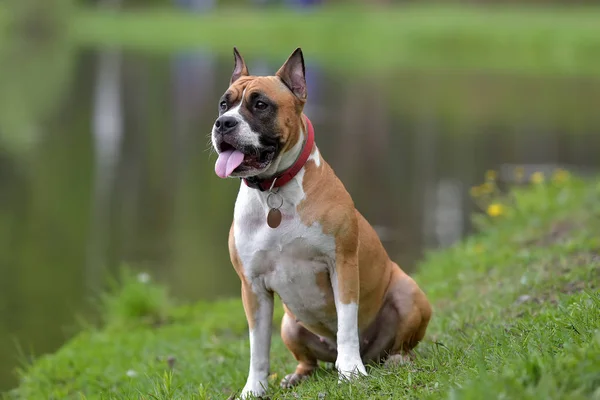 American Staffordshire Terrier Utomhus Porträtt — Stockfoto